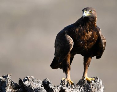 İspanya 'da özgürce dolaşan görkemli bir altın kartal.