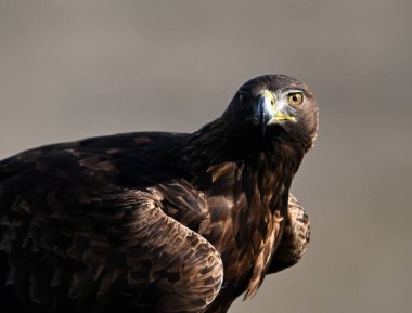 İspanya 'da özgürce dolaşan görkemli bir altın kartal.