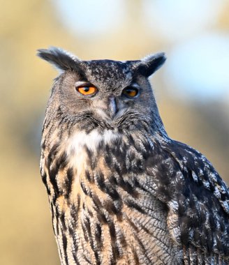 Vahşi doğada güçlü bir kartal baykuş