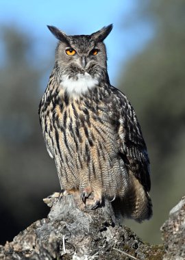 A powerful eagle owl in the wild clipart