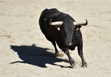 İspanyol arenasında boynuzları olan cesur bir boğa.