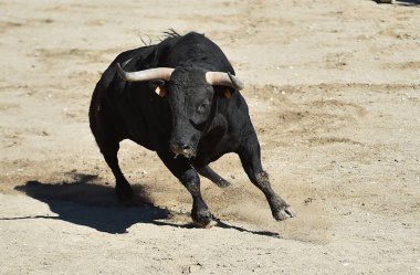 İspanyol arenasında boynuzları olan cesur bir boğa.