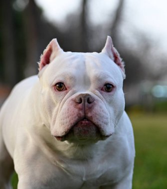 Amerikan zorba köpeği sahada
