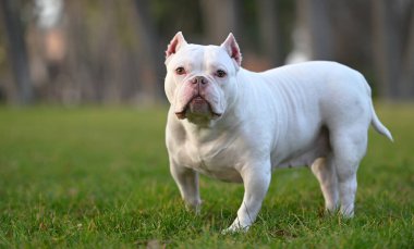 Amerikan zorba köpeği sahada