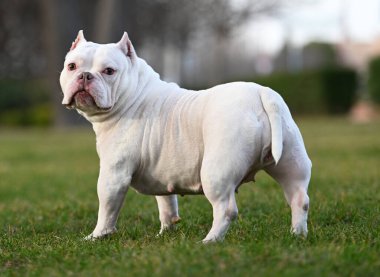 Parktaki Amerikan zorba köpeği
