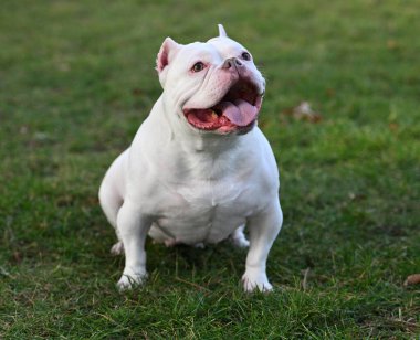 Parktaki Amerikan zorba köpeği