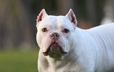 Parktaki Amerikan zorba köpeği