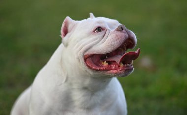 Parktaki beyaz bir Amerikan zorba köpeği.