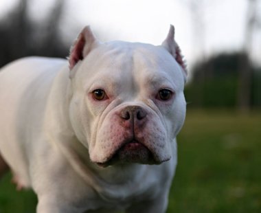 Parktaki beyaz bir Amerikan zorba köpeği.