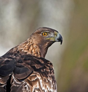 İspanya 'daki dağda bir altın kartal