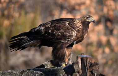 İspanya 'daki dağda bir altın kartal