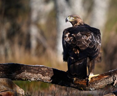İspanya 'daki dağda bir altın kartal