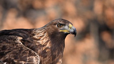 İspanya 'daki altın kartal portresi