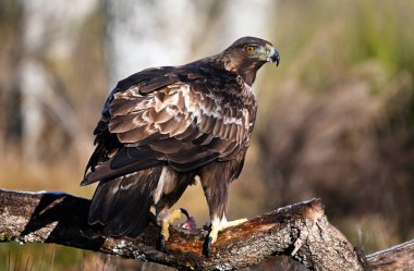 İspanya 'daki altın kartal portresi