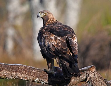 İspanya 'da özgürce dolaşan görkemli bir altın kartal