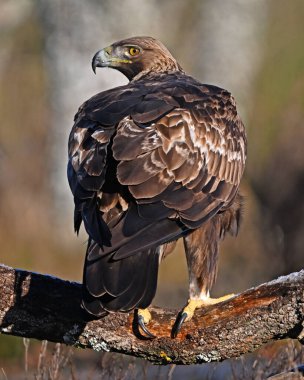İspanya 'da özgürce dolaşan görkemli bir altın kartal