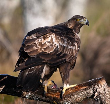 İspanya 'da özgürce dolaşan görkemli bir altın kartal