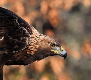 İspanya 'da özgürce dolaşan görkemli bir altın kartal