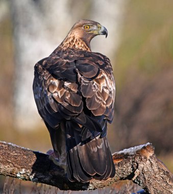 İspanya 'da özgürce dolaşan görkemli bir altın kartal