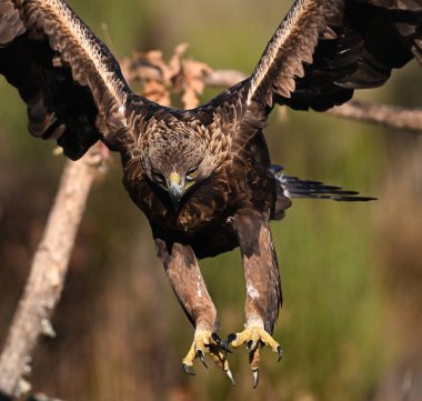 İspanya 'da güçlü bir altın kartal