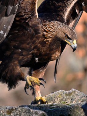 İspanya 'da güçlü bir altın kartal