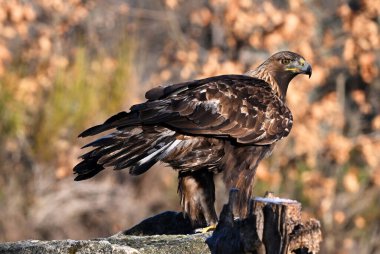 İspanya 'da güçlü bir altın kartal