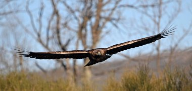 İspanya 'da güçlü bir altın kartal