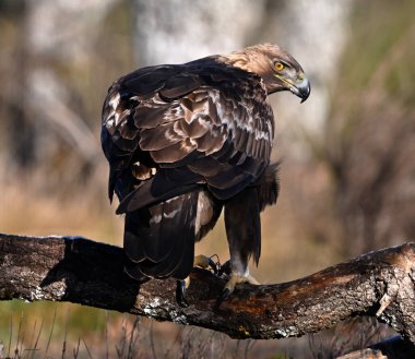 İspanya 'da güçlü bir altın kartal
