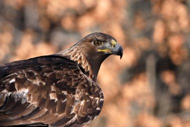 İspanya 'da özgürlük içinde güçlü bir heybetli kartal