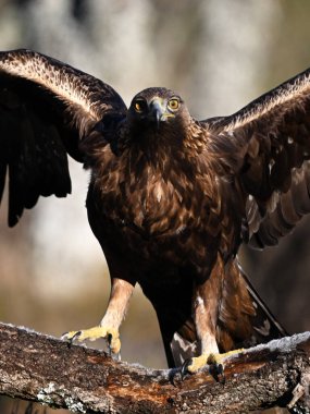 İspanya 'da özgürlük içinde güçlü bir heybetli kartal