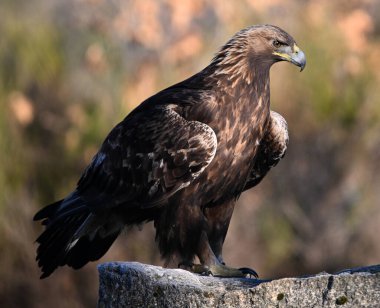 İspanya 'da özgürlük içinde güçlü bir heybetli kartal