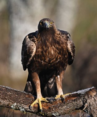 İspanya 'da özgürlük içinde güçlü bir heybetli kartal