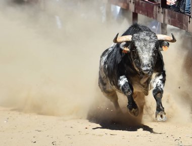 İspanya 'da geleneksel boğa güreşi gösterisinde büyük boynuzları olan güçlü bir boğa.