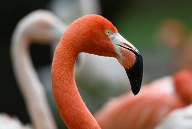 Hayvanat bahçesinde güzel bir flamingo kuşu