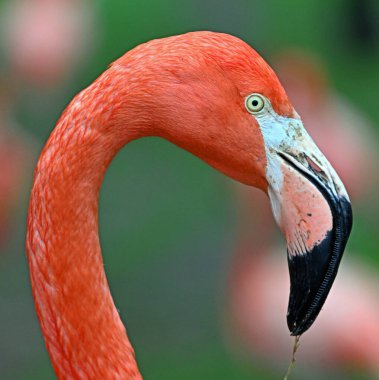 Hayvanat bahçesinde güzel bir flamingo kuşu