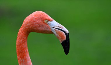 Hayvanat bahçesinde güzel bir flamingo kuşu