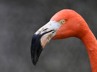 Hayvanat bahçesinde güzel bir flamingo kuşu