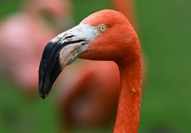 Hayvanat bahçesinde güzel bir flamingo kuşu