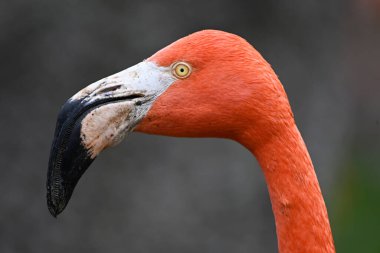 Hayvanat bahçesinde güzel bir flamingo kuşu