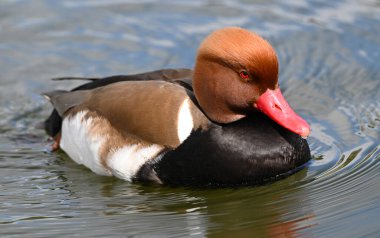 Gölde güzel kırmızı bir ördek