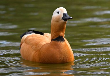 Gölde bir tarçın ördeği