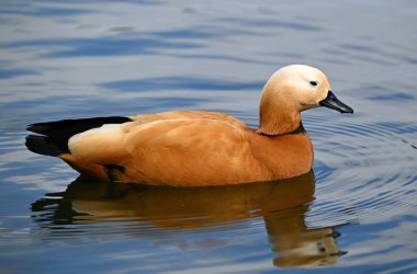 Gölde bir tarçın ördeği