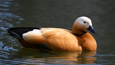 Gölde bir tarçın ördeği