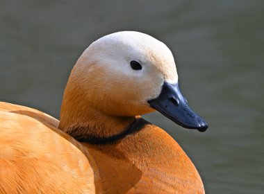 Gölde bir tarçın ördeği