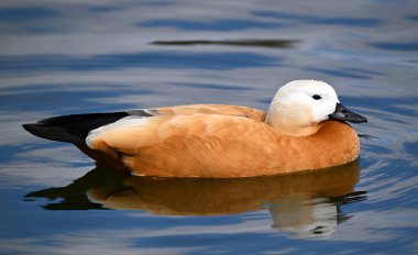 Gölde bir tarçın ördeği