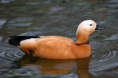 Gölde bir tarçın ördeği