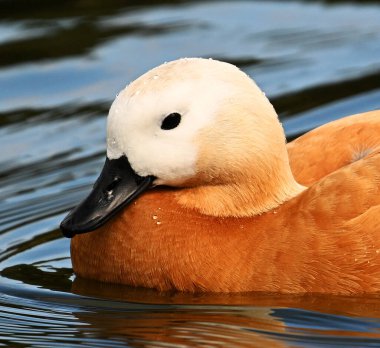 Gölde bir tarçın ördeği