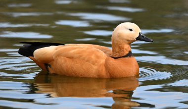 Gölde bir tarçın ördeği