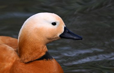 Gölde bir tarçın ördeği