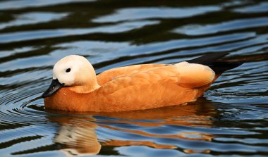 Gölde bir tarçın ördeği